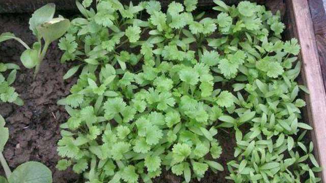 香菜怎么种植容易发芽 香菜怎么种植容易发芽