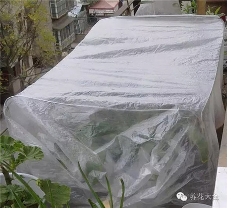 用塑料袋做温室 用塑料袋做温室