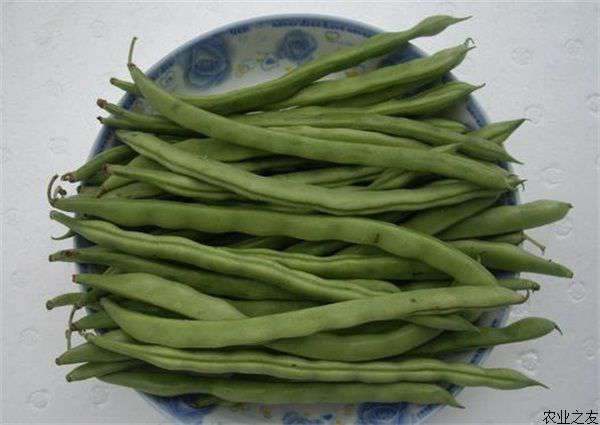 哪种四季豆最好吃以及四季豆的储存方法