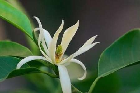 漂亮的白兰花 漂亮的白兰花