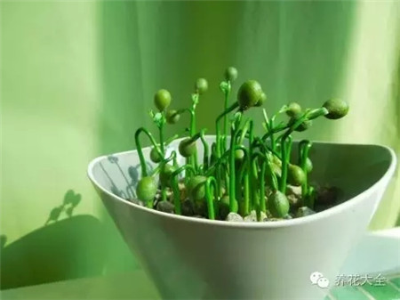 小嫩芽 小嫩芽