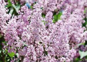 紫色丁香花的花语是什么？