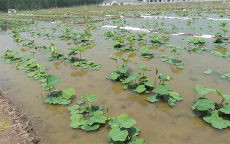 种植莲藕怎么合理施肥?