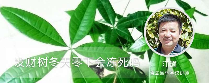 发财树冬天零下会冻死吗,冻死怎么办 发财树冬天零下会冻死吗,冻死怎么办