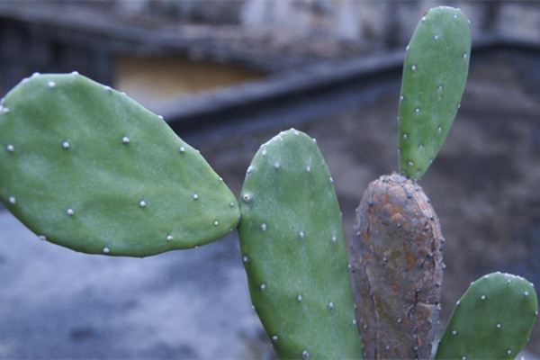 仙人掌类植物可以闷养吗 仙人掌类植物可以闷养吗
