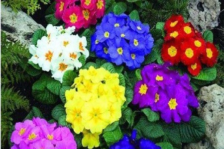 报春花 报春花