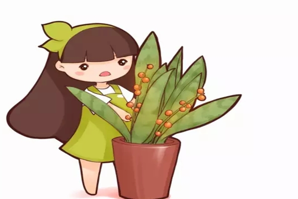 10年的虎皮兰,年年开花结果,秘诀竟然这么简单! 10年的虎皮兰,年年开花结果,秘诀竟然这么简单!