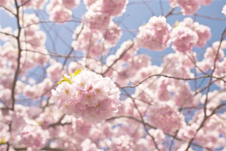 樱花 樱花