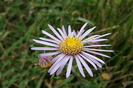 菊花 菊花