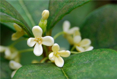 桂花 桂花