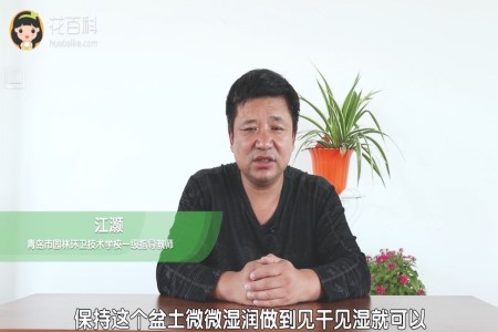金钱树 金钱树