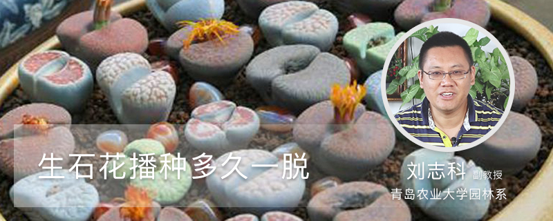 生石花播种多久到一脱 生石花播种多久到一脱