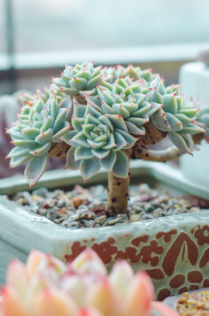 多肉植物手机壁纸图片