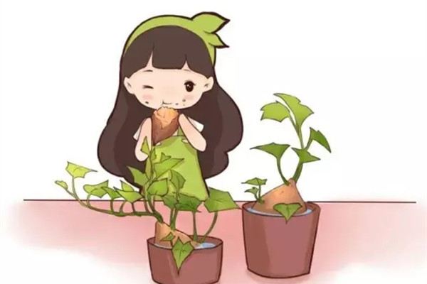 5毛钱的地瓜到了他手里,竟然翻了100倍 5毛钱的地瓜到了他手里,竟然翻了100倍