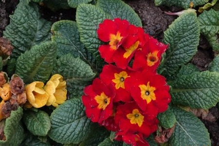 报春花 报春花
