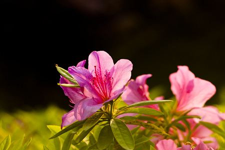 四季杜鹃花 四季杜鹃花