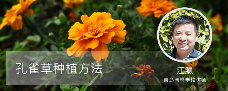 孔雀草种植方法 孔雀草种植方法