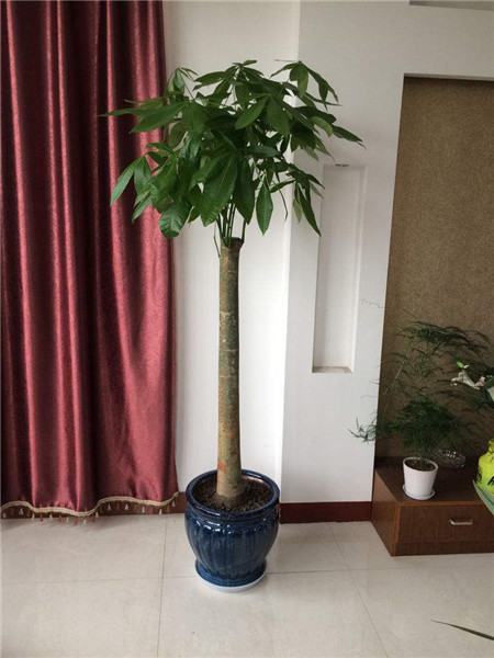 发财树 发财树