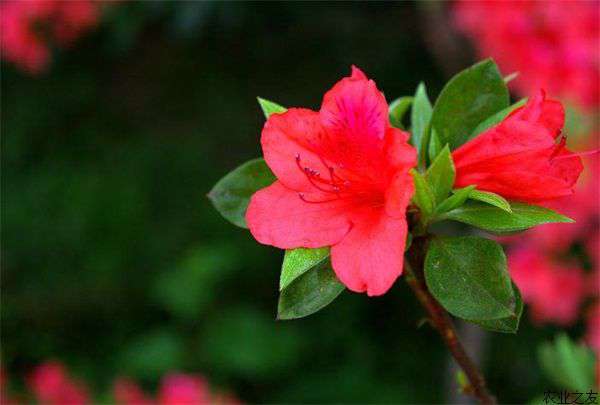杜鹃花落叶原因