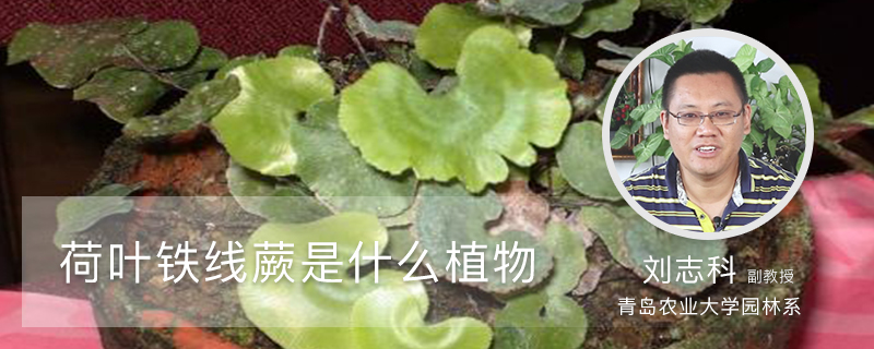 荷叶铁线蕨是什么植物 荷叶铁线蕨是什么植物