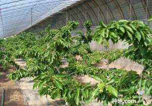 樱桃树怎么科学施肥？