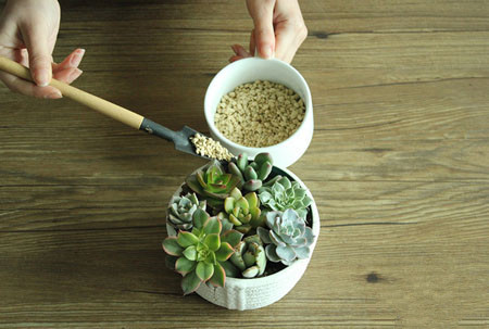 多肉植物拼盘盆景制作 多肉植物拼盘盆景制作