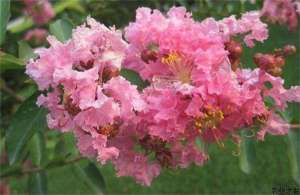 紫薇星天牛幼虫的防治