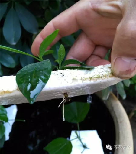 生根情况 生根情况