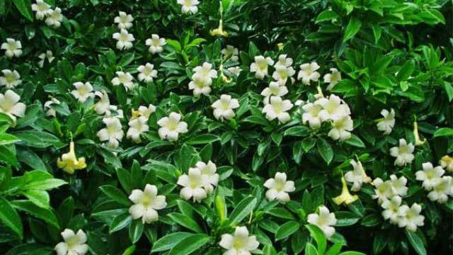家里养非洲茉莉有什么好处 家里养非洲茉莉有什么好处