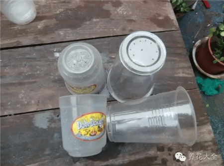 天竺葵花盆 天竺葵花盆