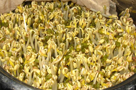 豆芽 豆芽