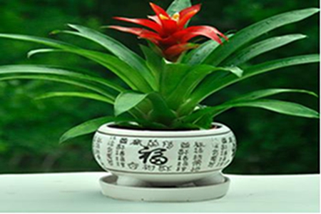 漂亮的鸿运当头 漂亮的鸿运当头