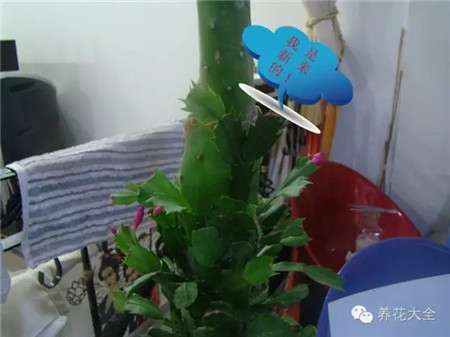 嫁接 嫁接