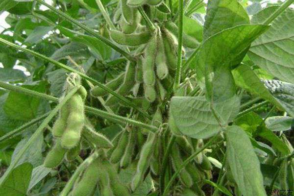 毛豆种植的施肥技术