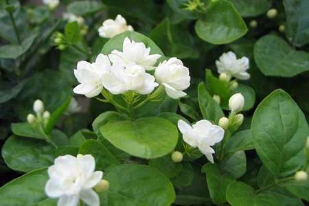 茉莉 茉莉