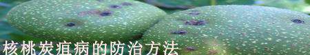 核桃树怎么多坐果?