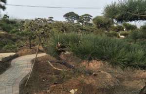 黑松栽培种植技术 15公分黑松多少钱一棵