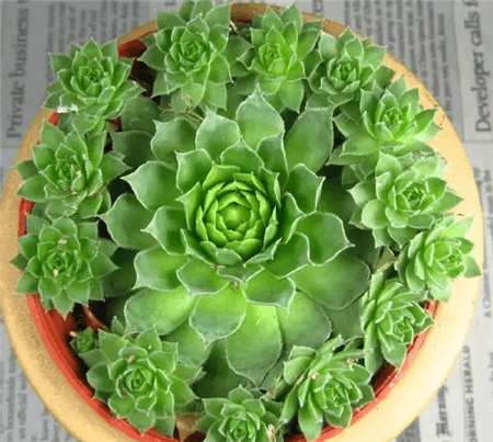 观音莲 观音莲