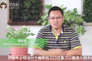 月季能嫁接在什么树上