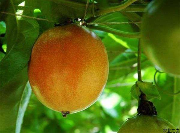 百香果种植技术要点