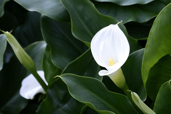 马蹄莲冬季怎么来催花 马蹄莲冬季怎么来催花