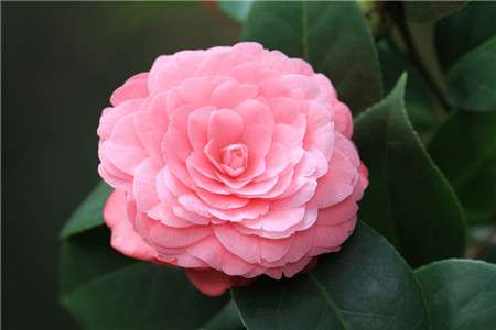 茶花 茶花