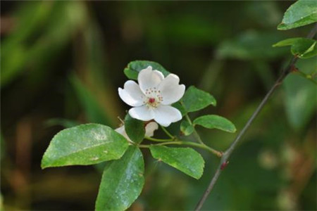 荼蘼花 荼蘼花