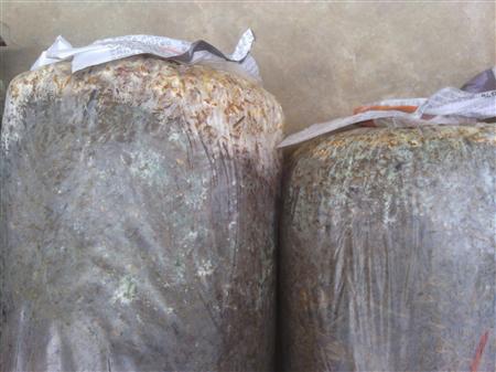 平菇栽培有哪些杂菌?