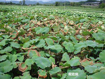 旱地怎么种植莲藕?