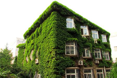 爬山虎 爬山虎