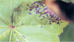 棉花的细菌性角斑防治
