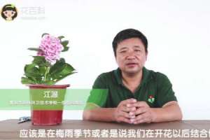 绣球花扦插方法和时间