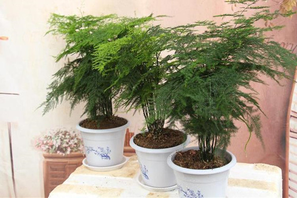 “文竹”换个方法养,叶子茂盛长满盆,还不黄叶,好看! “文竹”换个方法养,叶子茂盛长满盆,还不黄叶,好看!