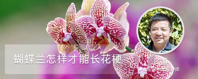 蝴蝶兰怎样才能长花梗 蝴蝶兰怎样才能长花梗